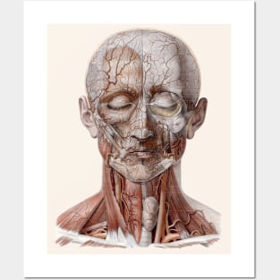 Vintage Human Anatomy Science, Head Throat Nose Posters and Art
